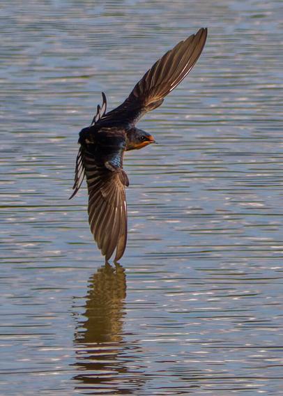 A barn swallow low over the water with the back tourned to you
Right wing slightly touching the water
Due to a bright sun at 2pm the water looks very cryptic