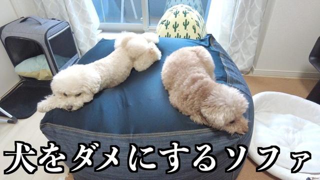 人をダメにするソファーをプレゼントしたら犬も溶けましたｗ【トイプードル】