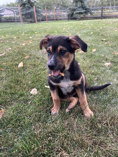 A young puppy sitting on green grass, chewing on a small piece of food. The puppy has black and tan fur, large ears, and expressive eyes. In the background, there is a fenced area and some trees.