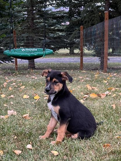 A small puppy with a black and tan coat sits on green grass, surrounded by fallen leaves. In the background, there is a green swing and a wooden fence.
