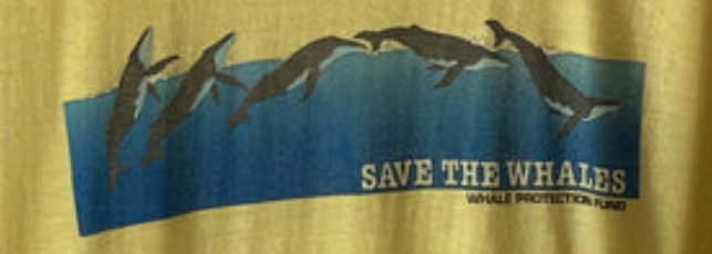 c1974 SAVE THE WHALES tee shirt. A blue ocean banner on yellow tee.
5 stages of one whale breaching and diving again, going left to right.
Humpback Whales. by Whale Protection Fund