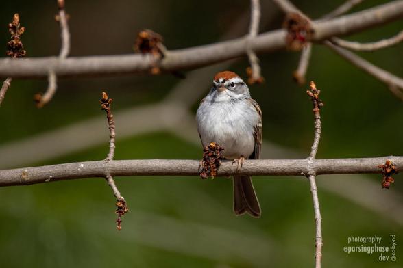 A red-capped sparrow with black-and-white striped face sits proudly at attention among early spring leafbuds.