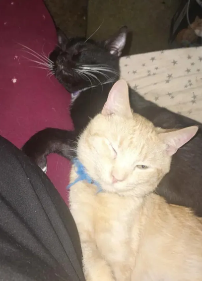 two adult cats - Manicotti (black tuxedo) and Moonpie (ginger tabby) - snuggled together and mostly asleep. Moonpie is giving the camera a squinty look.