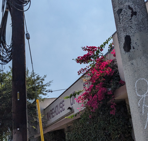 Bougainvillea framed by utility poles