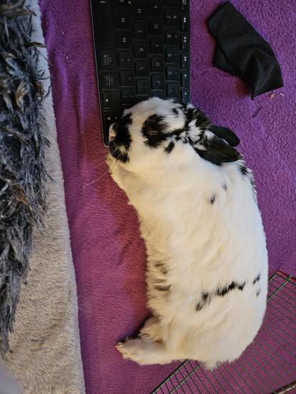 Soft little rabbit resting her head on daddy’s keyboard. She is so precious