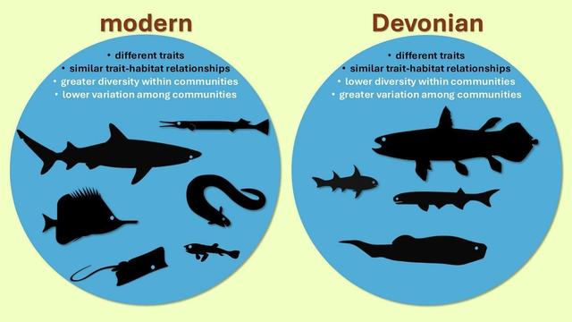The functional trait space of fish communities reflects evolutionary history, habitat, and climate.
Devonian and modern fish communities differ in their trait composition.
Trait differences imply ancient communities functioned differently.
Habitat- and climate-related patterns in functional diversity metrics are consistent across time.