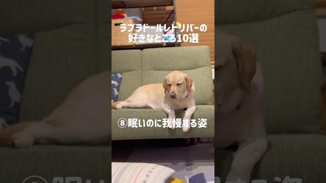 ラブラドールレトリバーの好きなところ10選★#shorts #labradorretriever #ラブラドールレトリバー #可愛い #癒し