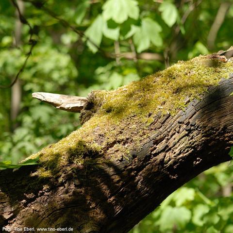 Gefallener, massiver Baumstamm liegt schräg von unten links nach oben rechts im Bild, seine tief gerillte, dunkle Rinde von hellem Moosteppich überwachsen. Ein kurzer, abgebrochener Ast ragt wie ein stumpfes Horn hervor. Sonnenstrahlen brechen durch das Blätterdach im Hintergrund und erzeugen wechselnde Licht- und Schattenmuster auf Rinde und Moos.