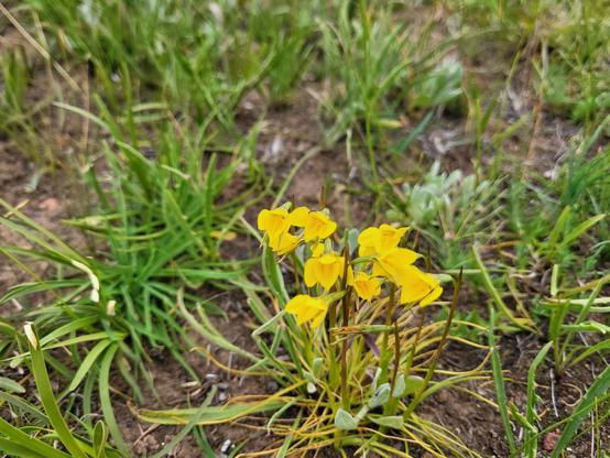 A cluster of bright yellow orchid flowers among tussock grasses.