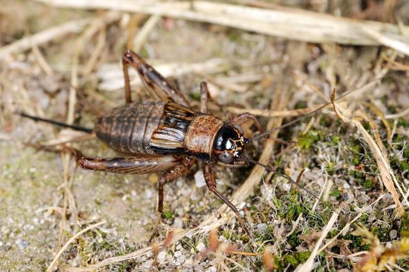 Eine Waldgrille in Seitenansicht auf natürlichem Boden zwischen Gras und Moos. Deutlich erkennbar sind die charakteristischen Merkmale: der schwarze, glänzende Kopf mit großen Augen, die langen, segmentierten Antennen und die kräftigen, bedornten Hinterbeine. Der braune Körper zeigt eine leichte Streifenmusterung auf den zusammengelegten Flügeln.