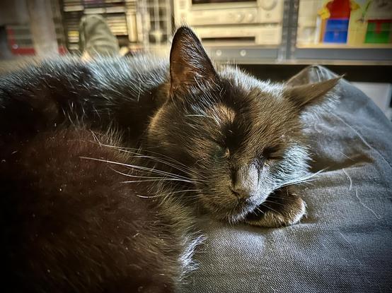 My all black cat Tibbles sleeping next to me on the foot end cushion of my lazy chair.