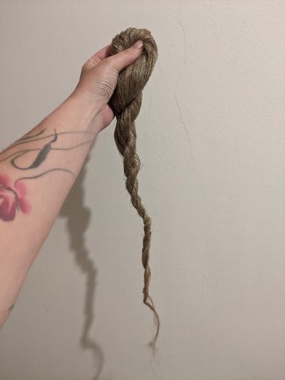 Hand holding up a braid of scutched flax fibers