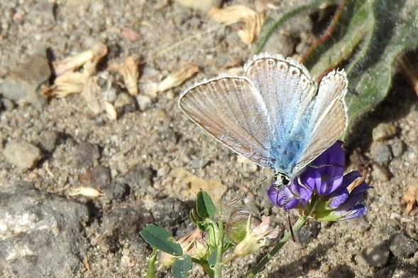 Imagen de una mariposa de tonos claros con las alas abiertas. El cuerpo de la misma es piloso y de tonos azules, que se difuminan hacia las alas. El color de las alas es marrón claro o canela claro, con el borde en tono más oscuro y trazo fino. En las alas posteriores se aprecian motas de tono oscuro a lo largo de todo el borde. Los ojos son negros y las anteras alternan el patrón habitual blanco y negro hasta la punta, finalizando en un abultamiento suave y pronunciado.