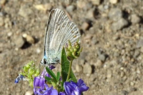 La misma mariposa en otra flor cercana con las alas cerradas. Se aprecian tonos más claros de marrón que los del interior de alas. Hay moteado en tono más oscuro a lo largo de los bordes. El fondo es borroso pero se diferencian piedras alrededor. La flor es de color morado lila y se ven algunas hojas de la misma.