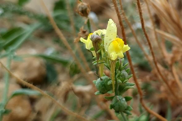 Primer plano de una flor de color amarillo con forma de boca de animal. Presenta una parte posterior alargada y con un listado de color oscuro longitudinal, que comienza en la punta inferior y finaliza justo detrás de la parte frontal. La parte superior de la cabeza de la flor es alargada, como el hocico de un perro, mientras que la parte inferior presenta dos lóbulos de color amarillo más oscuro. Debajo de la flor, hay 3 formas esféricas de color verdoso que corresponden a flores que ya han completado su ciclo vital y está produciendo semillas. También se ven 2 flores cercanas, una completamente abierta, y otra a medio abrir. El fondo es borroso aunque se aprecian hierbas y tallos secos. Las flores tienen gotas de rocío encima.