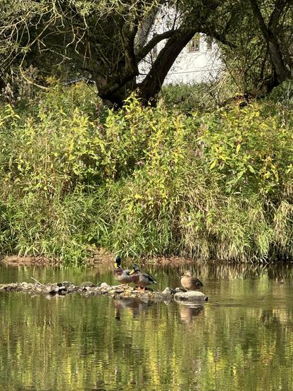 Some mallards sitting on a tree trunk in the river