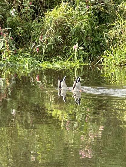 Two male dabbling mallards