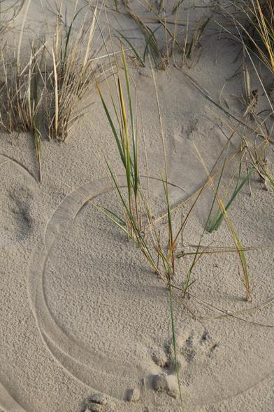 Einige Halme wachsen durch den Sand, umgeben von in den Sand gezeichneten Kreisbögen.