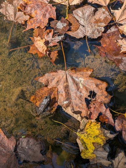 A small frog can be seen in a sunlit pool of water resting on some fallen autumn leaves.