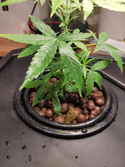 Eine kleine CannabisPflanze wächst in einem schwarzen Hydroponik-Topf. Der Topf ist mit Blähton-Kugeln gefüllt. Auf der schwarzen Fläche um den Topf liegen Wassertropfen.