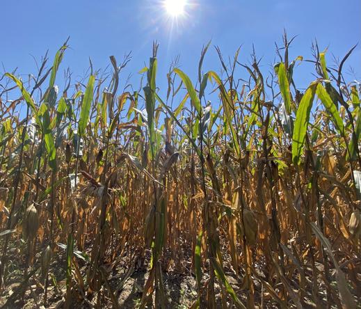 Corn stalks front and center with a beautiful, clear blue sky above.  Stalk bodies are orange and their tops exhibit lengthy green leaves, brightened by the sunlight.  The sun shines bright white, centered above the stalks and sending out numerous white rays.