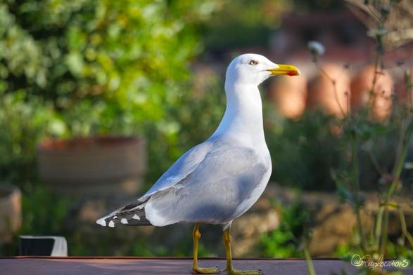 Gros plan sur un goéland leucophée adulte, debout, de profil côté droit. Il est éclairé par la lumière du soleil par la droite. Derrière lui on voit de la verdure et un toit de tuiles rouges flous.