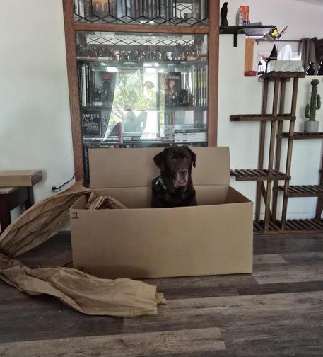 A chocolate Labrador named Kerby sits inside a large, open cardboard box in a living room setting.