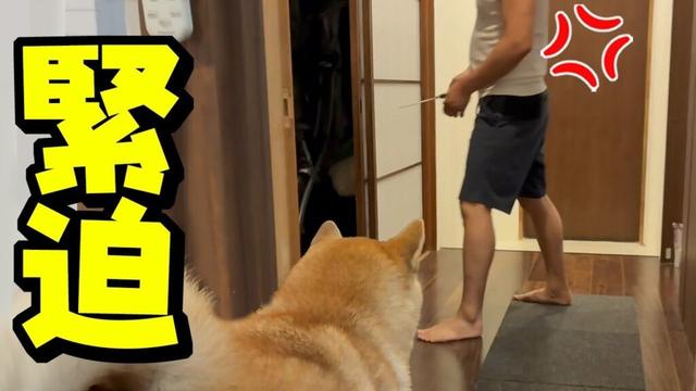 まさかの不審者…柴犬が激しく吠え緊迫した空気に…