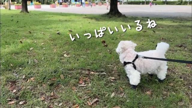 子ども達と本当は遊びたくて仕方のない犬