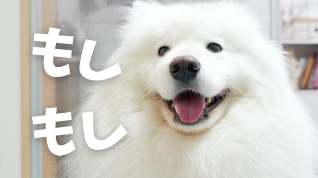 新幹線の中からサモエドがテレビ電話した日