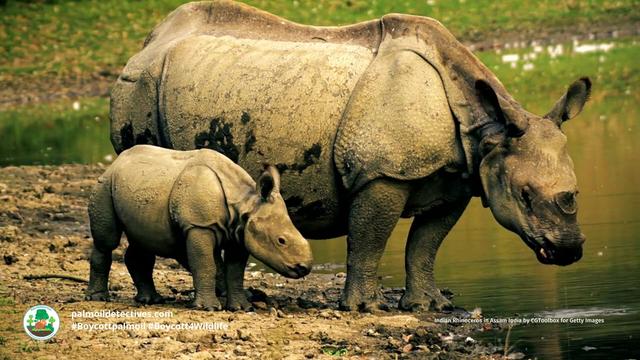 Today is #WorldRhinoDay. Water loving #Indian #Rhinos are unique for their single horn and armour-like skin. A main threat is #palmoil #deforestation! Help them and be #vegan #BoycottPalmOil #Boycott4Wildlife https://palmoildetectives.com/2023/09/03/indian-rhinoceros-greater-one-horned-rhino-rhinoceros-unicornis/?utm_source=mastodon&utm_medium=Palm+Oil+Detectives&utm_campaign=publer