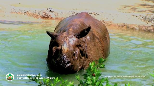 Today is #WorldRhinoDay. Water loving #Indian #Rhinos are unique for their single horn and armour-like skin. A main threat is #palmoil #deforestation! Help them and be #vegan #BoycottPalmOil #Boycott4Wildlife https://palmoildetectives.com/2023/09/03/indian-rhinoceros-greater-one-horned-rhino-rhinoceros-unicornis/?utm_source=mastodon&utm_medium=Palm+Oil+Detectives&utm_campaign=publer