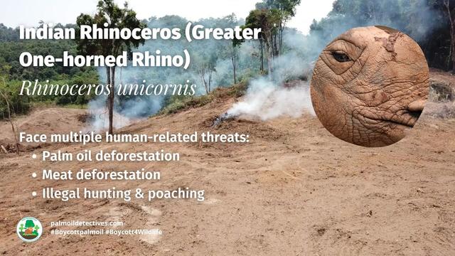 Today is #WorldRhinoDay. Water loving #Indian #Rhinos are unique for their single horn and armour-like skin. A main threat is #palmoil #deforestation! Help them and be #vegan #BoycottPalmOil #Boycott4Wildlife https://palmoildetectives.com/2023/09/03/indian-rhinoceros-greater-one-horned-rhino-rhinoceros-unicornis/?utm_source=mastodon&utm_medium=Palm+Oil+Detectives&utm_campaign=publer
