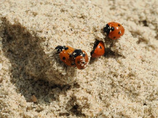 Vier Marienkäfer im Sand. Man kann auf ihnen einzelne Sandkörner sehen. Die beiden Marienkäfer links sind damit beschäftigt für neue Marienkäfer zu sorgen.
