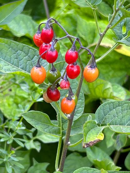 A cluster of hanging berries in various colors, green and orange and red, against a backdrop of green leaves.