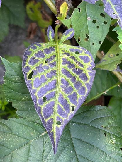 A pointy-ended arrowhead-shaped leaf, which looks like it has two tiny bunny ears at the stem end which are part of the leaf. The leaf has gone all purple except for green outlining the veins.