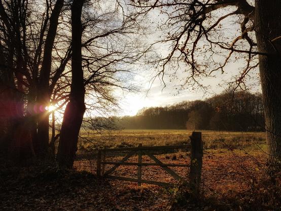 A photograph taken at sunset, looking through a gap between silhouetted trees towards a sunlit field with a wooden gate in the foreground. The sun, partially hidden by the trees on the left, casts a warm, golden light across the field. The ground is covered in fallen autumn leaves, and a dense line of trees is visible on the far side of the field under a partly cloudy sky.