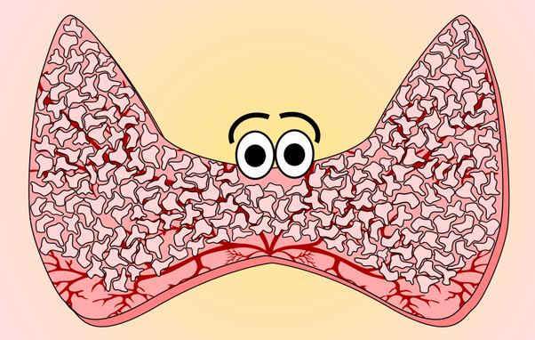 Thyroid gland/glanda tiroidă