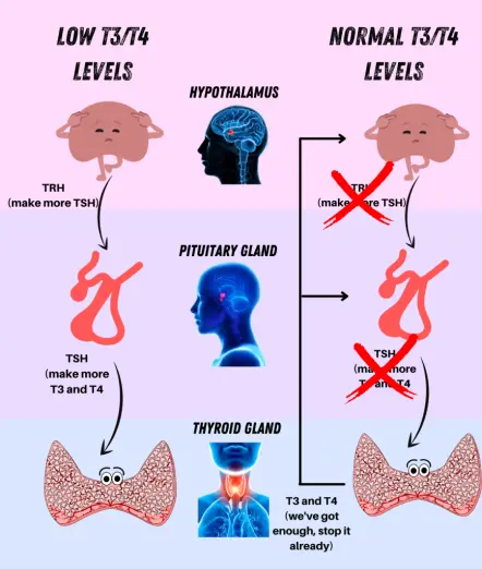 Regulation of thyroid hormone secretion