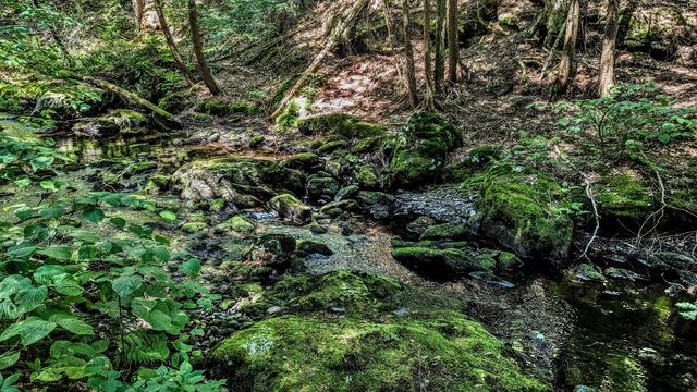 A small stream gently cascades over rocks in a shady forest dappled with sunshine. The boulders in and around the stream are liberally coated in bright green moss. The ground is blanketed in fallen hemlock needles and smaller rocks. Leafy shrubs grow along the stream banks.