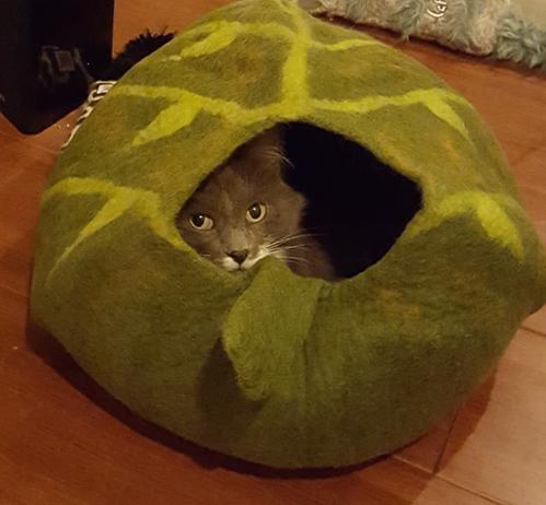 A cat hides in a felt cat cave.