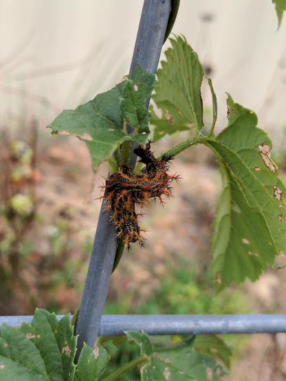 An orange and black caterpillar in a curled shape hanging from a hop leaf wrapped around a cattle panel bar. The caterpillar has many protrusion that look spikey coming out of its body.
