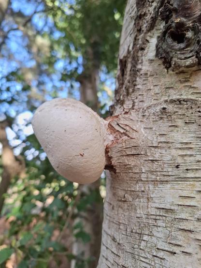 A cream coloured round lump bursting through the pale bark of a birch tree