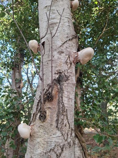The trunk of a birch tree with fungi nodules coming out of the bark looking like truncated side branches