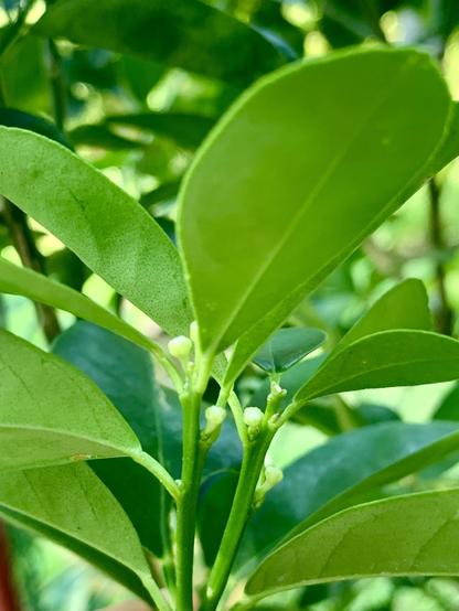 Close-up of green leaves with small flower buds emerging between them, set against a blurred green background.
