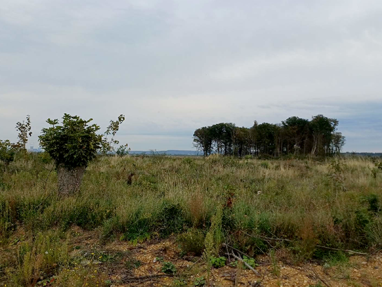 Blick über die gerodete Fläche des Manheimer Erbwalds ("Sündi") auf die restlichen Bäume der Waldbesetzung am Rand des Tagebau Hambach; im Vordergrund eine Brache mit einem grün austreibenden Baumstumpf