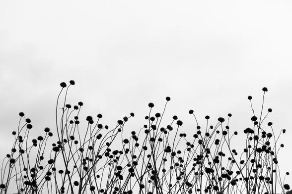 Black and white photograph of a patch of round seed heads on long stems against a clear background.