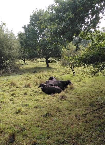 Three black water buffalo resting in a huddle on a green meadow among some small trees and shrubbery. The sky is grey but there is a lit of diffuse lughtfrom the hidden sun.