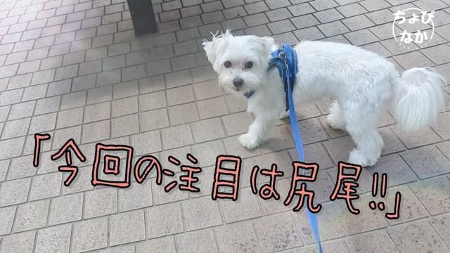 【分離不安症？】人間にはない「◯◯」でアピールお犬サマ！♯124