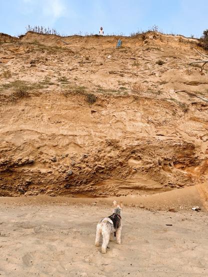 A dog stands on the beach and looks up confusedly toward a person at the top of a bluff above.